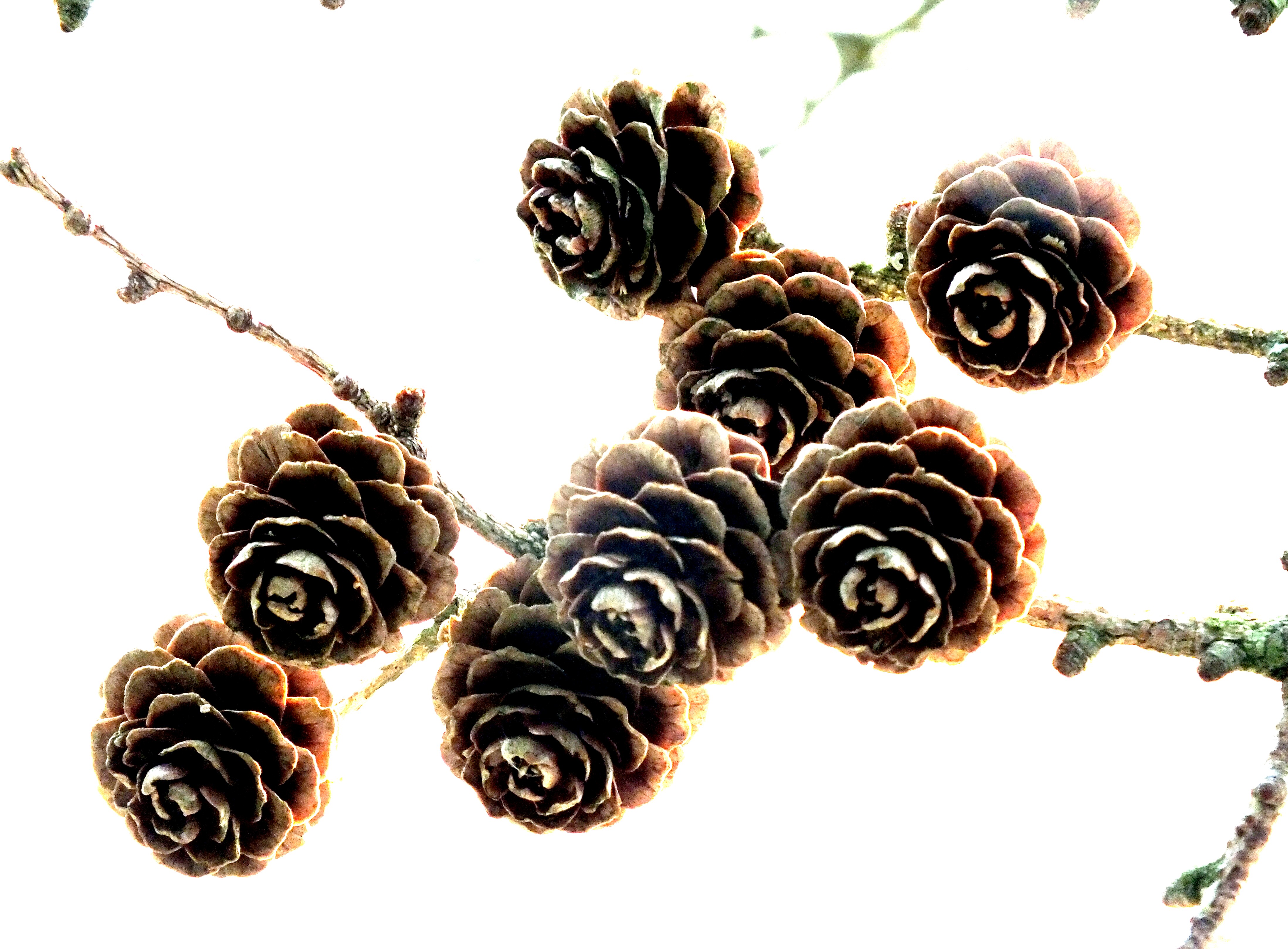 OLD PINE CONES  Bill Bagley Photography